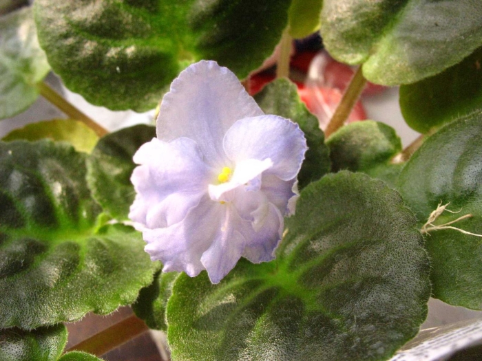 Фиалка голубой алмаз