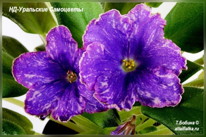 Фиалка нд уральские самоцветы