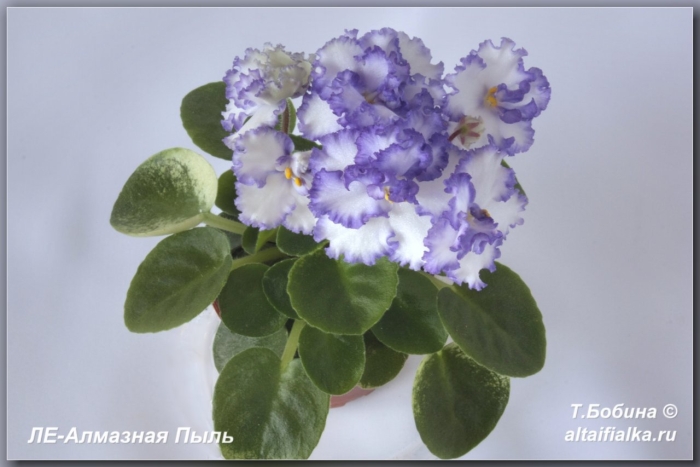 Ле-алмазная пыль