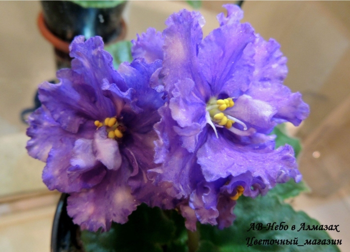 Фиалка ек ситцевый бал