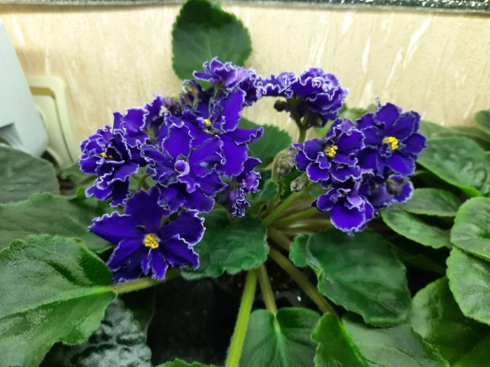 Фиалка кира