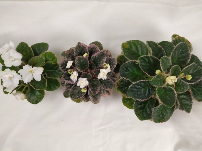 Мини фиалка