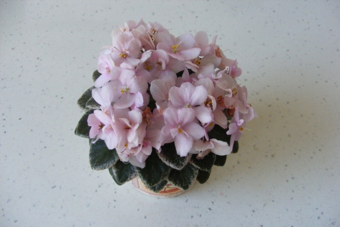 Фиалка pink dove