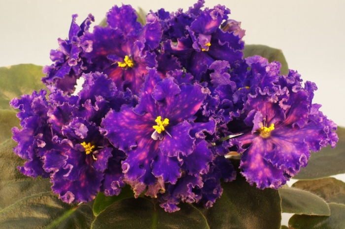 Фиалка ек посейдон