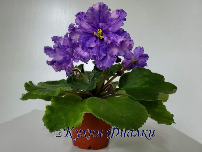 Фиалка ек небо в алмазах