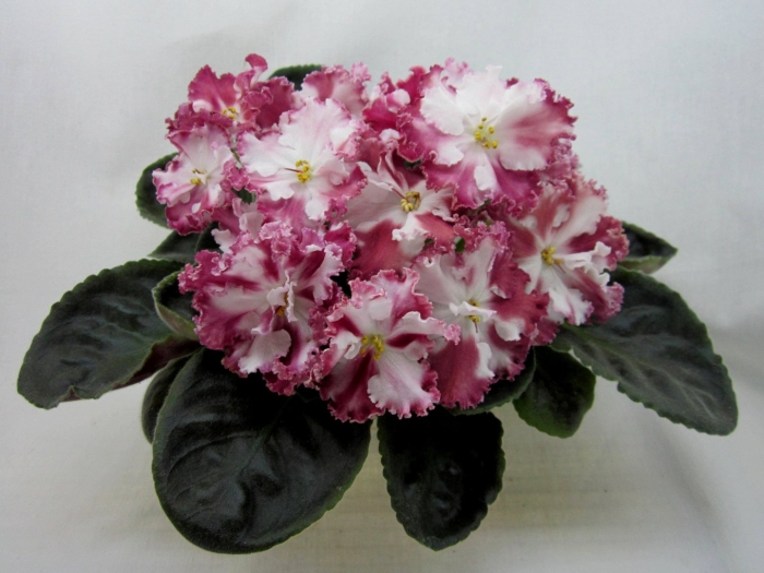 Фиалка орловчанка