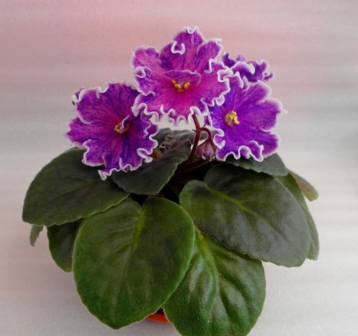 Ек-алмазы якутии фиалка