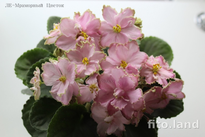 Фиалка розовая