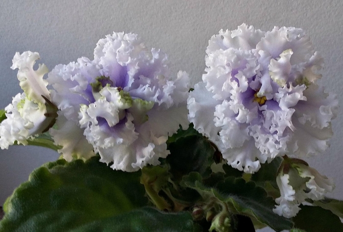 Пт-мальдивский риф фиалка