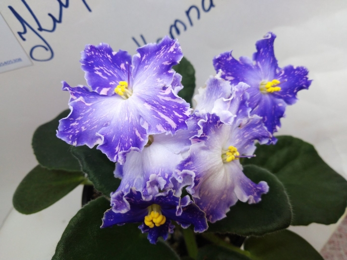 Фиалка сорт кристалл сваровски