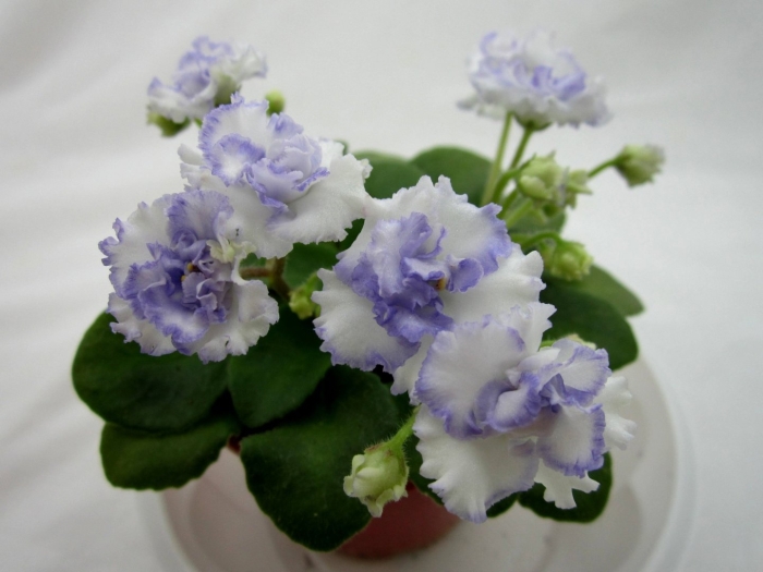 Фиалка сенполия