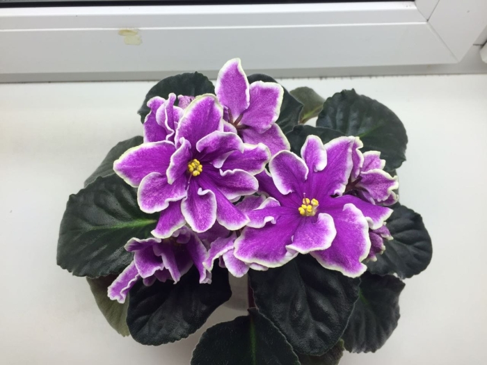 Фиалка царев цветок