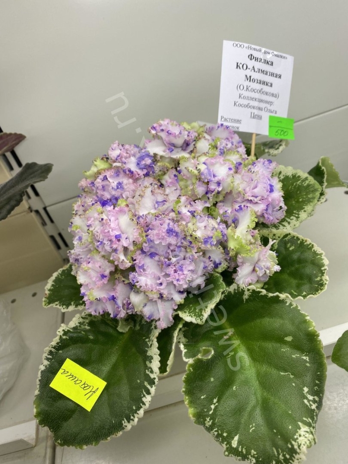 Фиалка норвежская лилия