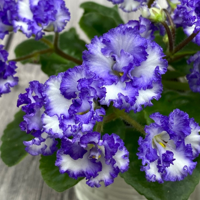 Сорт фиалки айсберг