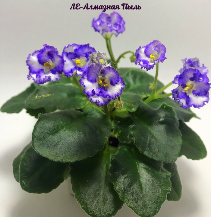 Фиалка ле алмазная пыль