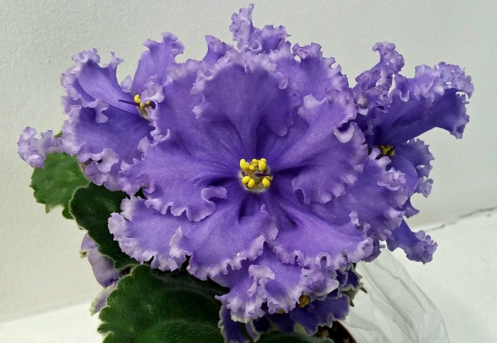 Фиалка ват пульсар