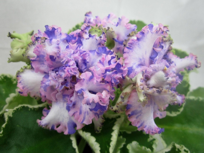 Фиалка лф мозаика