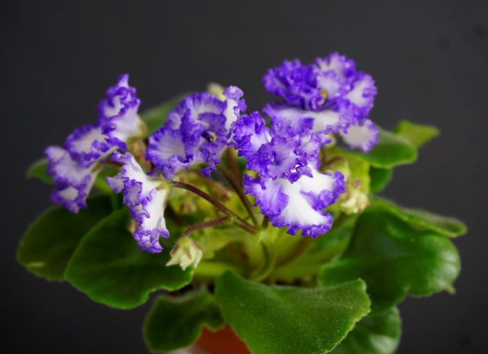 Curly ocean фиалка