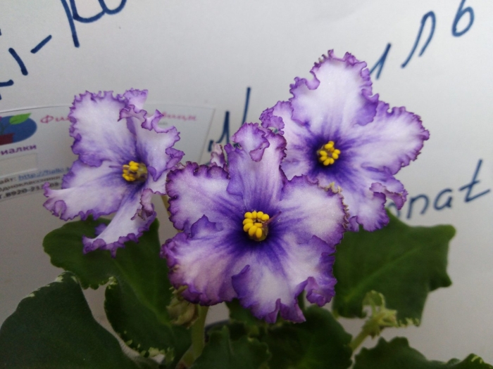 Рм-россыпь самоцветов фиалка