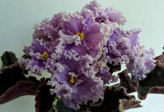 Фиалка ле грезы султана