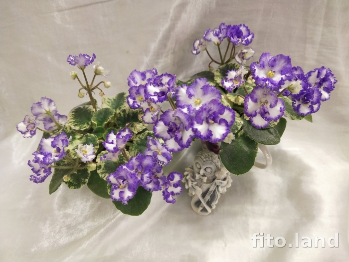 Фиалка ле алмазная пыль