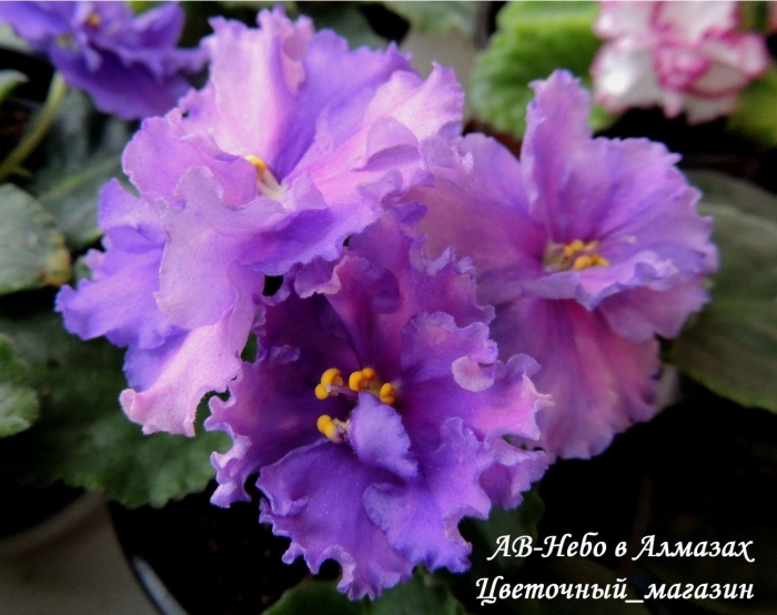 Фиалка ек небесная лазурь