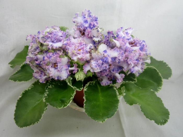 Сортовые фиалки