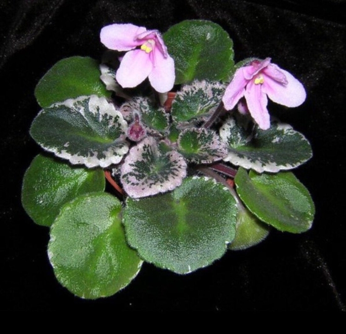 Saintpaulia ionantha фиалка