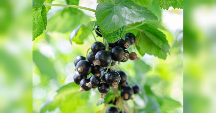 Смородина мичуринская