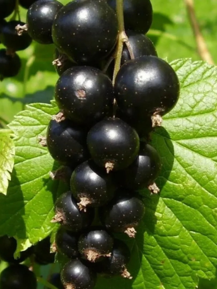 Смородина дар смольяниновой