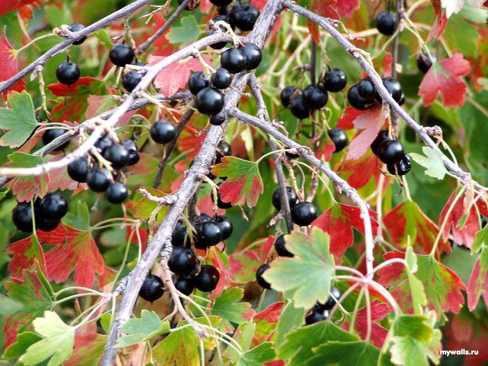 Смородина репис