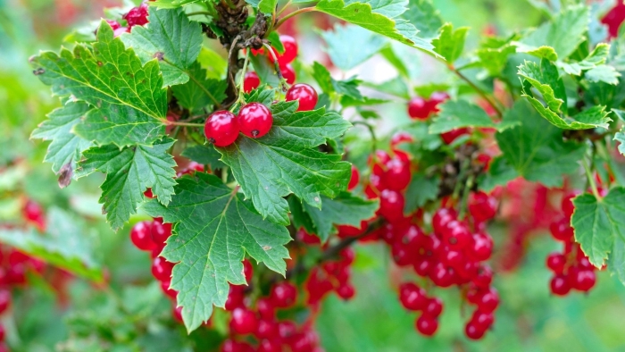 Смородина красная - ribes rubrum