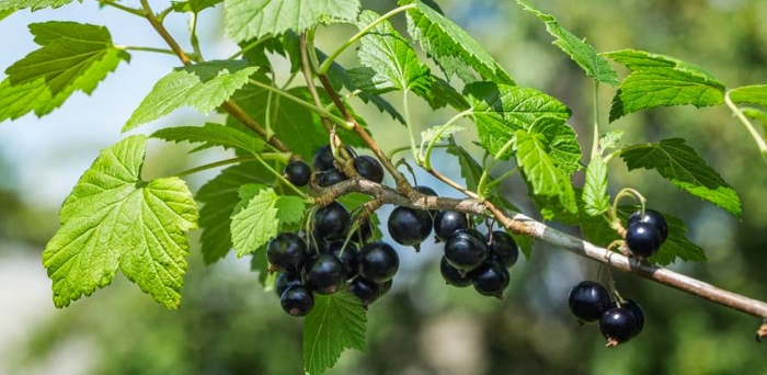 Черная смородина сибирская пахучая