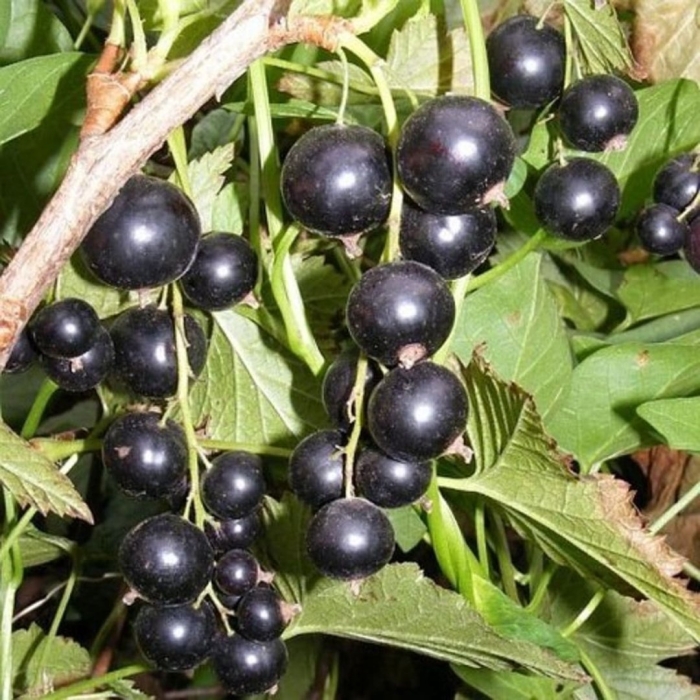 Смородина черная - ribes nigrum l.