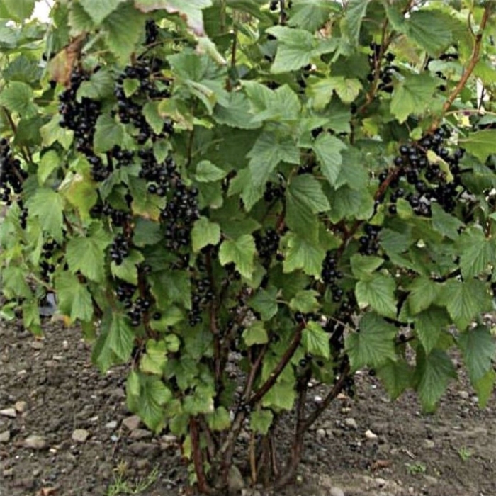 Смородина чёрная кустарник