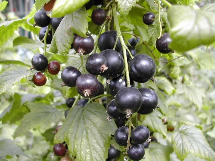 Черная смородина сорта багира