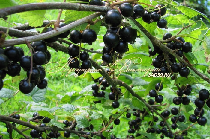 Багира смородина черная