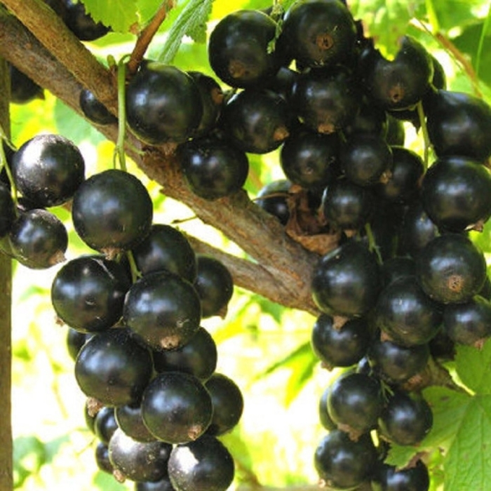 Черная смородина ленинградский великан