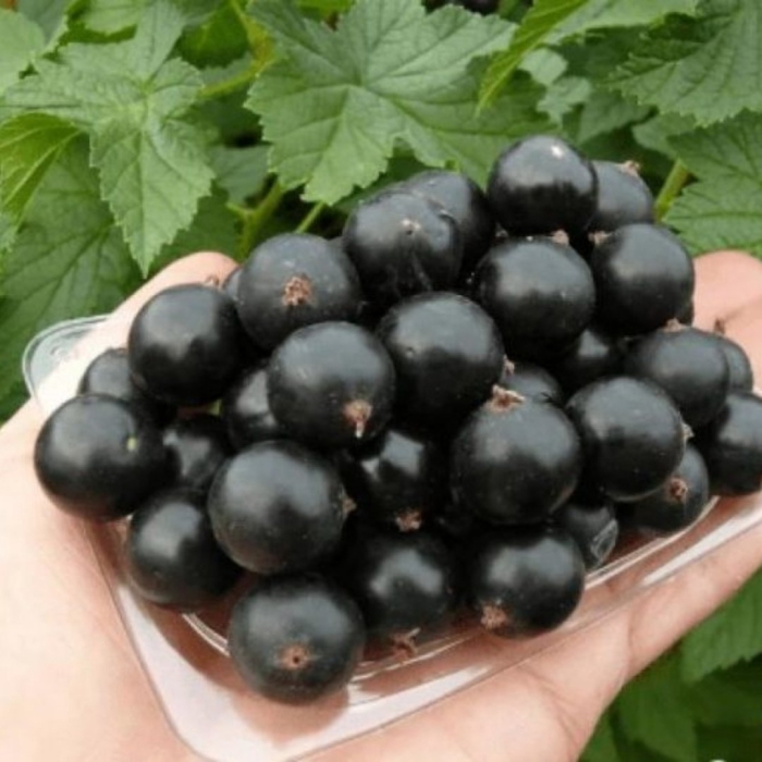 Смородина черная изюмная