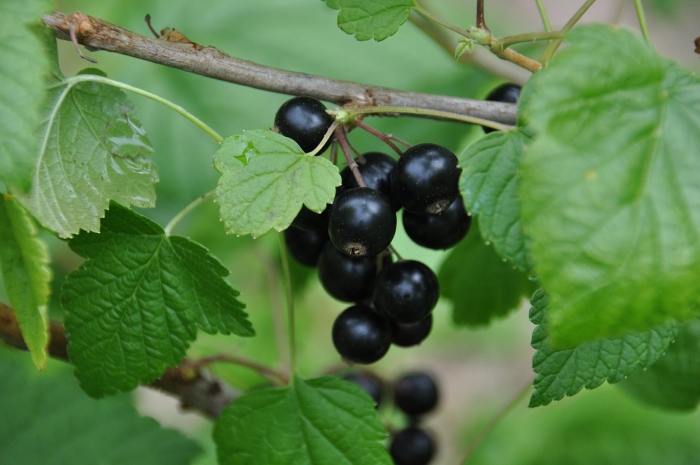 Смородина сорт пигмей