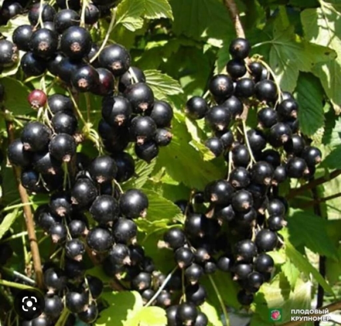 Смородина черная зеленая дымка