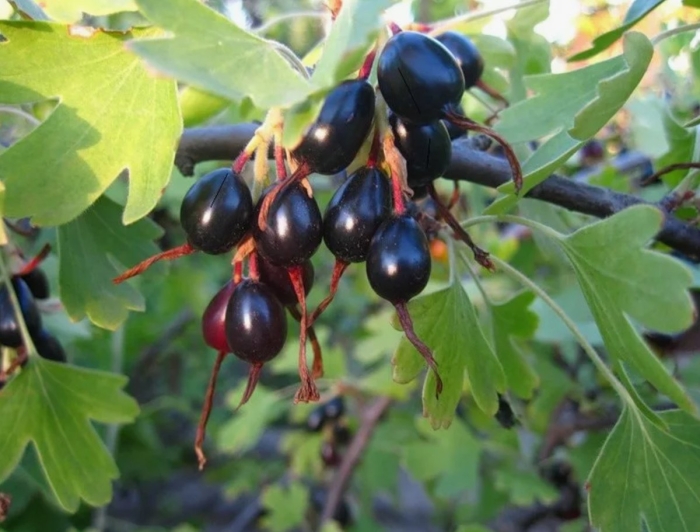 Смородина йошта дикая