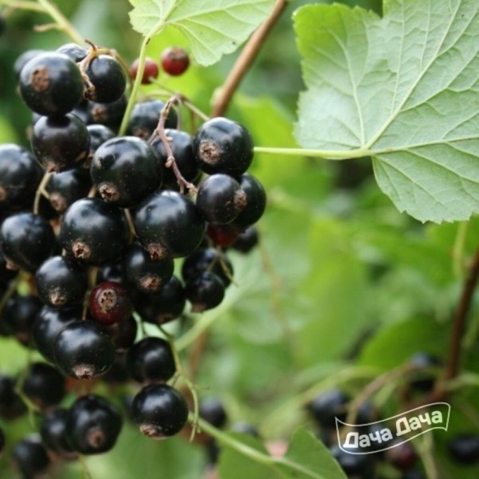 Сорт титания черная смородина