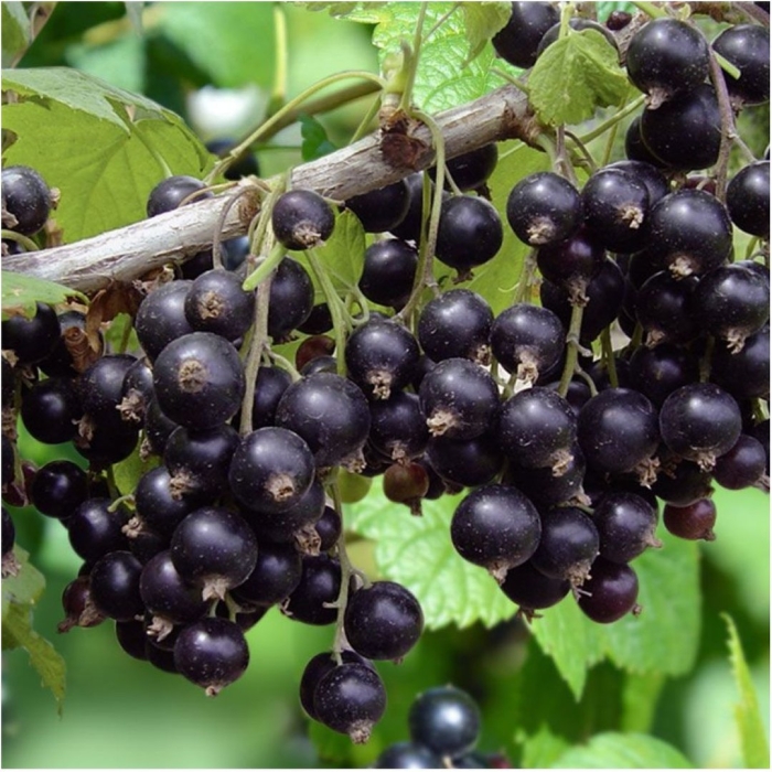 Смородина черная литвиновская