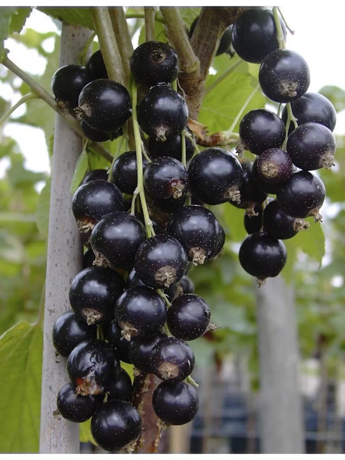 Смородина черная (ленинградская сладкая)