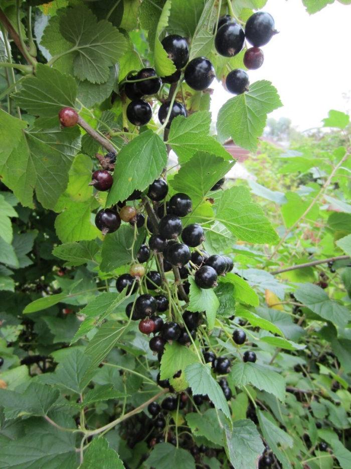 Черная смородина длинная