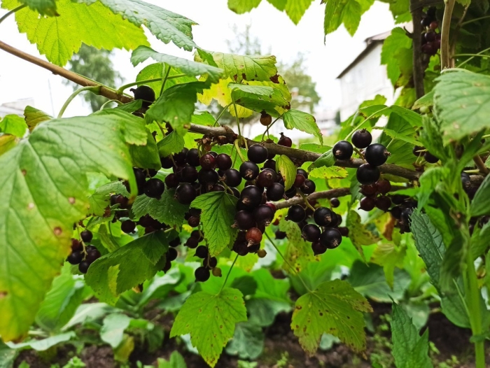 Смородина душистая