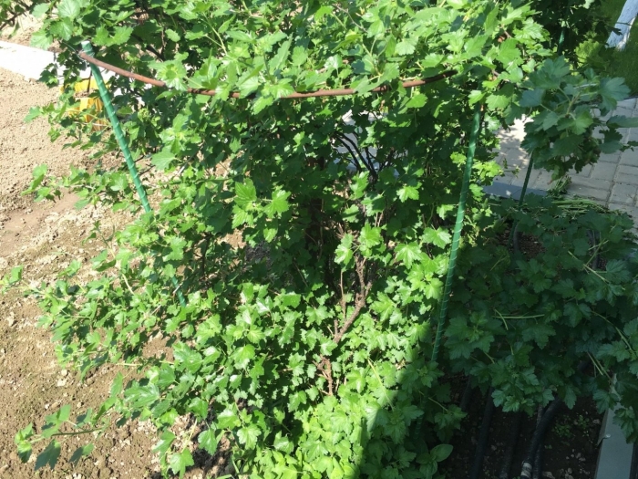 Смородина селеченская куст