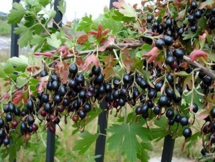 Гибрид смородины и крыжовника йошта