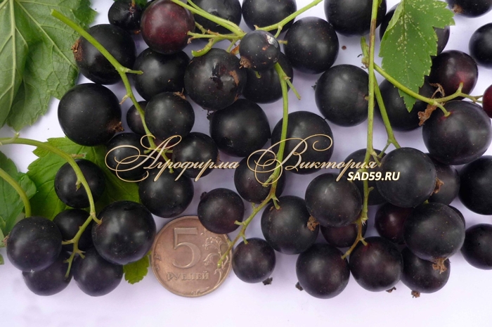 Смородина черный жемчуг